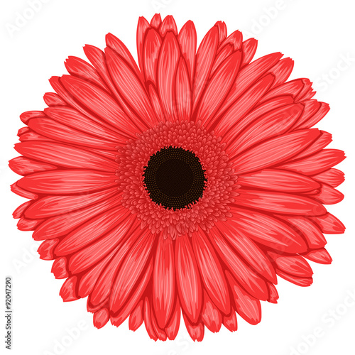 Beautiful pink gerbera isolated on white background .