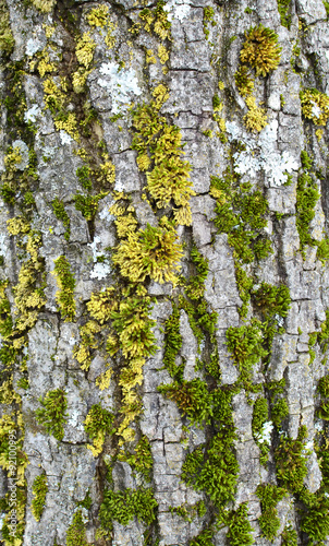 oak wood bark with moss texture