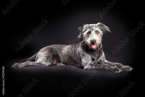 Terrier dog laying black studio background