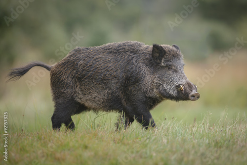 Male wild boar in autumn