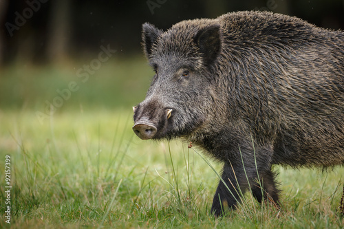 Wild boar close up