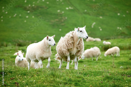 Sheep farming in the Northumberland countryside. "Breakneck Hill Cheviot" breed.