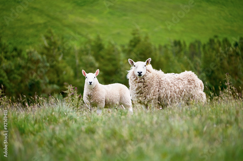 Sheep farming in the Northumberland countryside. "Breakneck Hill Cheviot" breed.