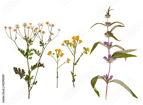 Set of wild dry pressed flowers and leaves