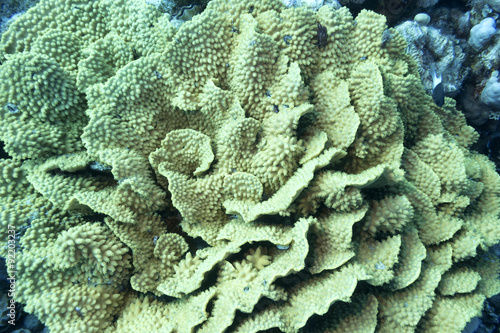 coral reef with yellow coral turbinaria mesenterina