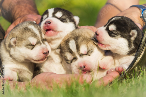 Four puppies Siberian Husky. Litter dogs in the hands of the breeder. Newborn puppies with eyes closed