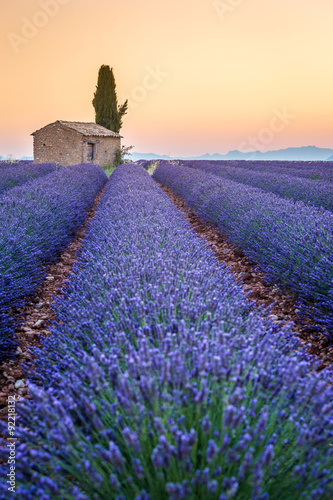 Valensole, Prowansja, Francja. Lawendowe pole pełne fioletowych kwiatów