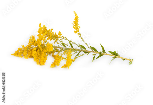 golden Rod Solidago