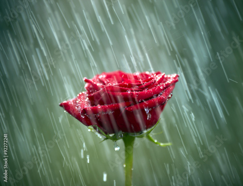 Red rose into the rain. Shallow DOF