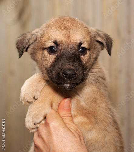 Red and black puppy sitting on hands