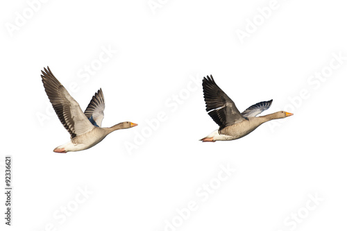 Flying greylag geese isolated on white