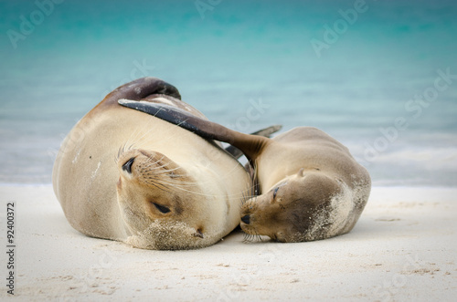Mother and Child sea lion hugging, galapagos islands, ecuador