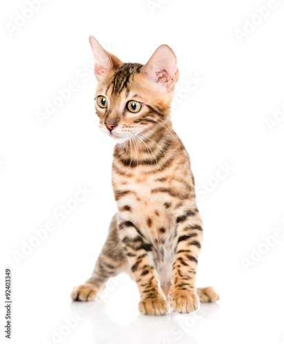 purebred bengal kitten standing in front. isolated on white back