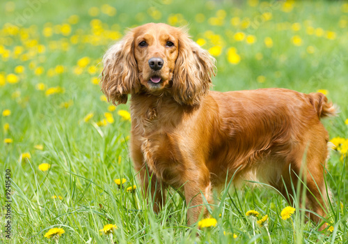 Beautiful cocker spaniel