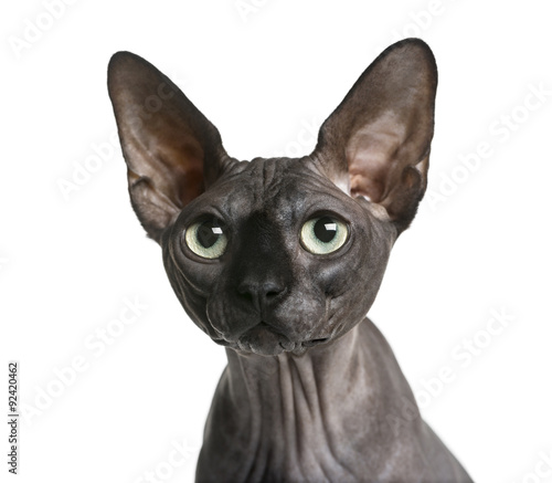 Close-up of a Sphynx (2 years old)