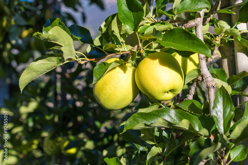 Green apples (Golden Delicious) on branch