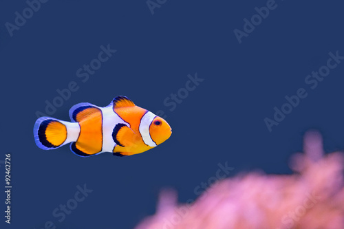 Clown fish swimming in blue water with pink anemone