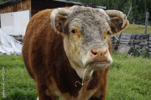 Hereford, not impressed with her portrait being taken