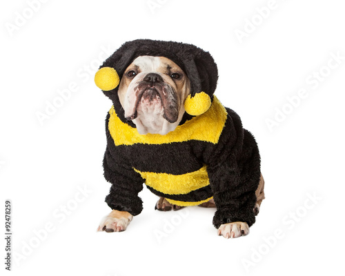 Angry Bulldog in Bumble Bee Costume