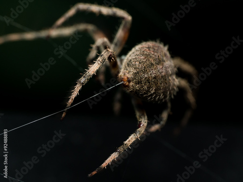 Orb Weaving spider lays out Web closeup from behind with black b