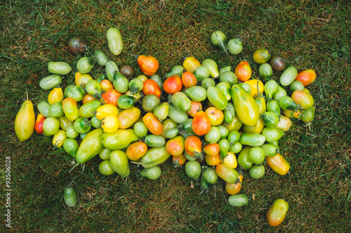 pomidory ekologiczne na trawie