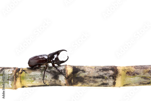 Close up male fighting beetle (rhinoceros beetle) on sugarcane i