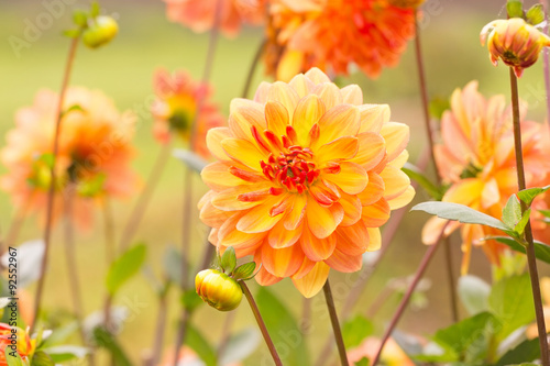 Beautiful autumn dahlia flowers