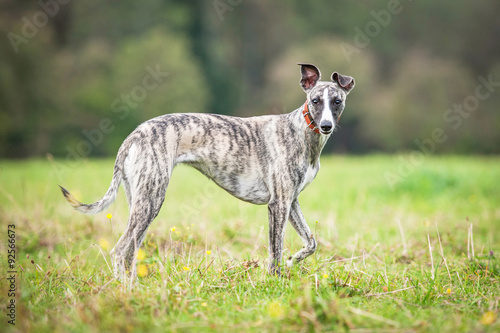 Whippet dog walking on the field