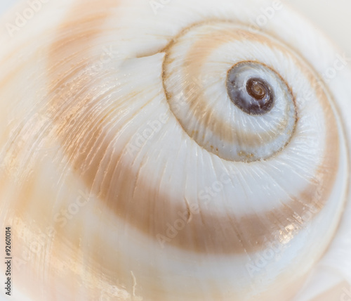 Sea Shell Swirl