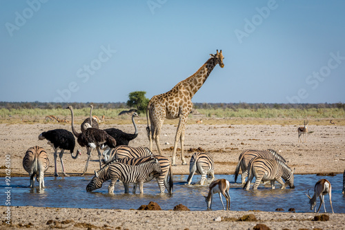 Animails roaming around the Etosha National Park in Namibia, southern Africa.