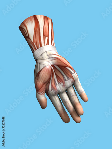 Anatomy view of hand and wrist of a man including abductor pollicis brevis,flexor and abductor digiti minimi, extensor retinaculum, hypothenar muscle, flexor carpi radialis and lumbrical muscles.