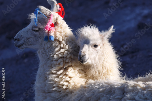 Llamas on the laguna Colorada, Altiplano, Bolivia