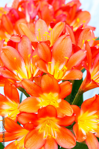 clivia flower blooms