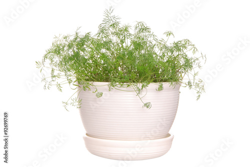 dill