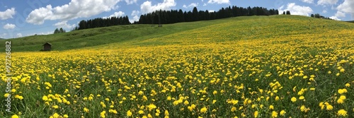 Flower, Asiago Plateau