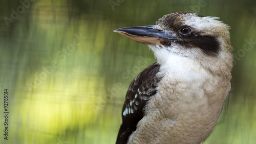 close up portrait of a laughing kookaburra bird with room for text