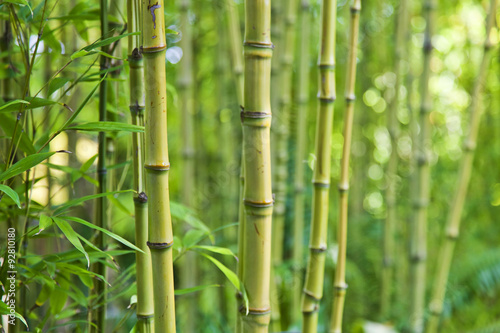 Tła bambusa zieleni natura