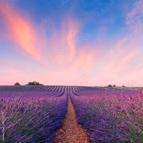 Beautiful fragrant lavender fields