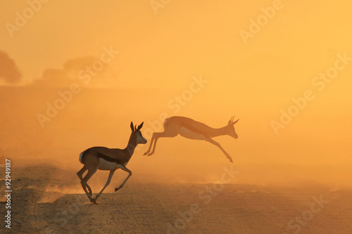 Springbok Antelope - Golden Sunset Wildlife Silhouettes