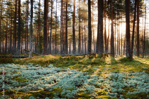 Coniferous forest with morning sun shining