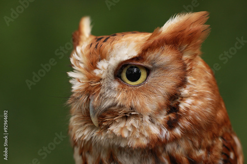 Screech owl