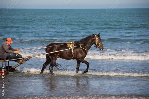 Cavallo al trotto in spiaggia