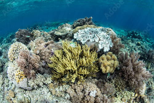 Healthy Coral Reef in Indonesia