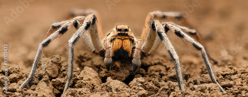 Ekstremalne powiększenie - Wolf Spider, ujęcie całego ciała, wysoka rozdzielczość