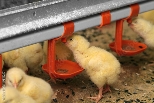 Group of young chickens in poultry farm