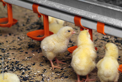 Group of young chickens in poultry farm