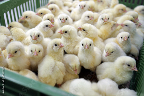 Large group of young chickens in green plastic box on poultry fa