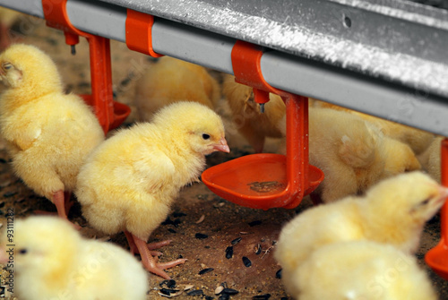 Group of young chickens in poultry farm