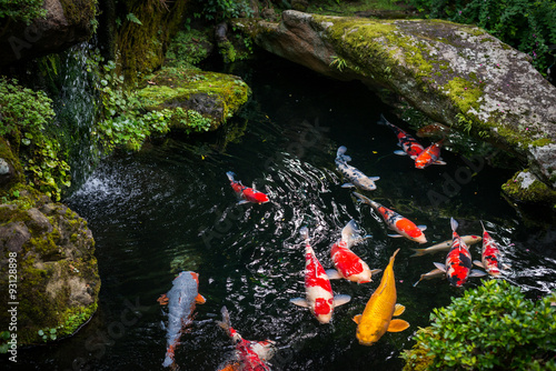 Koi Karpfen in Japan