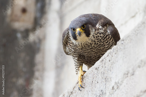 adult peregrine